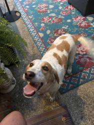 Found/Stray Female Dog last seen Fordham dr, Fayetteville, NC 28304