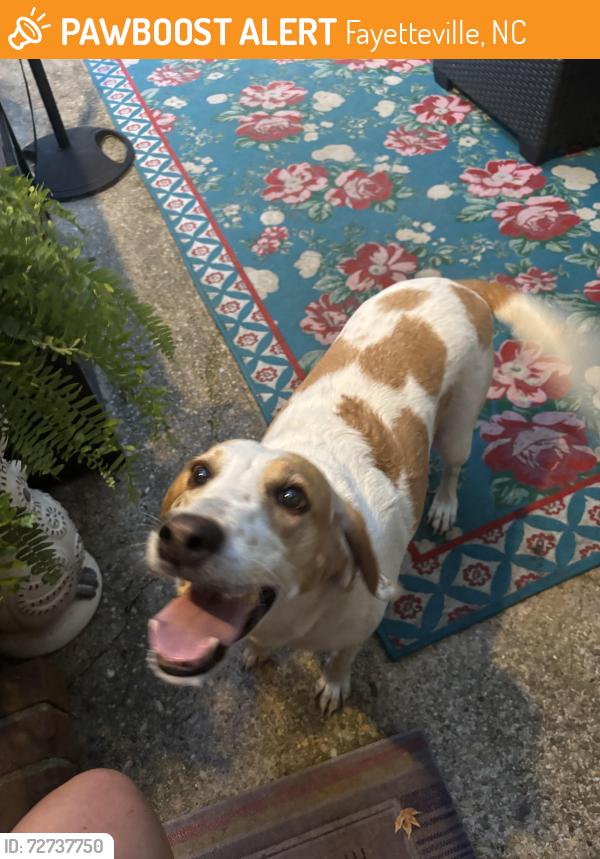 Found/Stray Female Dog last seen Fordham dr, Fayetteville, NC 28304