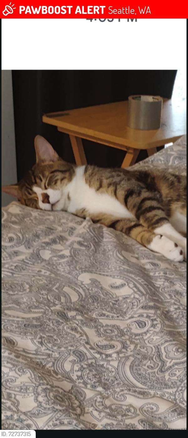 Lost Male Cat last seen Near 40th ave NE , Seattle, WA 98125