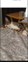 Lost Male Cat last seen Near 40th ave NE , Seattle, WA 98125