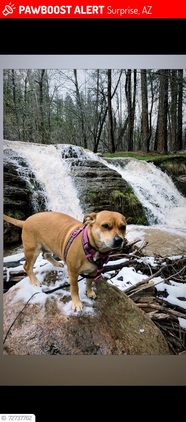 Lost Female Dog last seen Bell rd snd reems , Surprise, AZ 85374