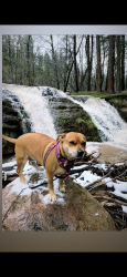 Lost Female Dog last seen Bell rd snd reems , Surprise, AZ 85374