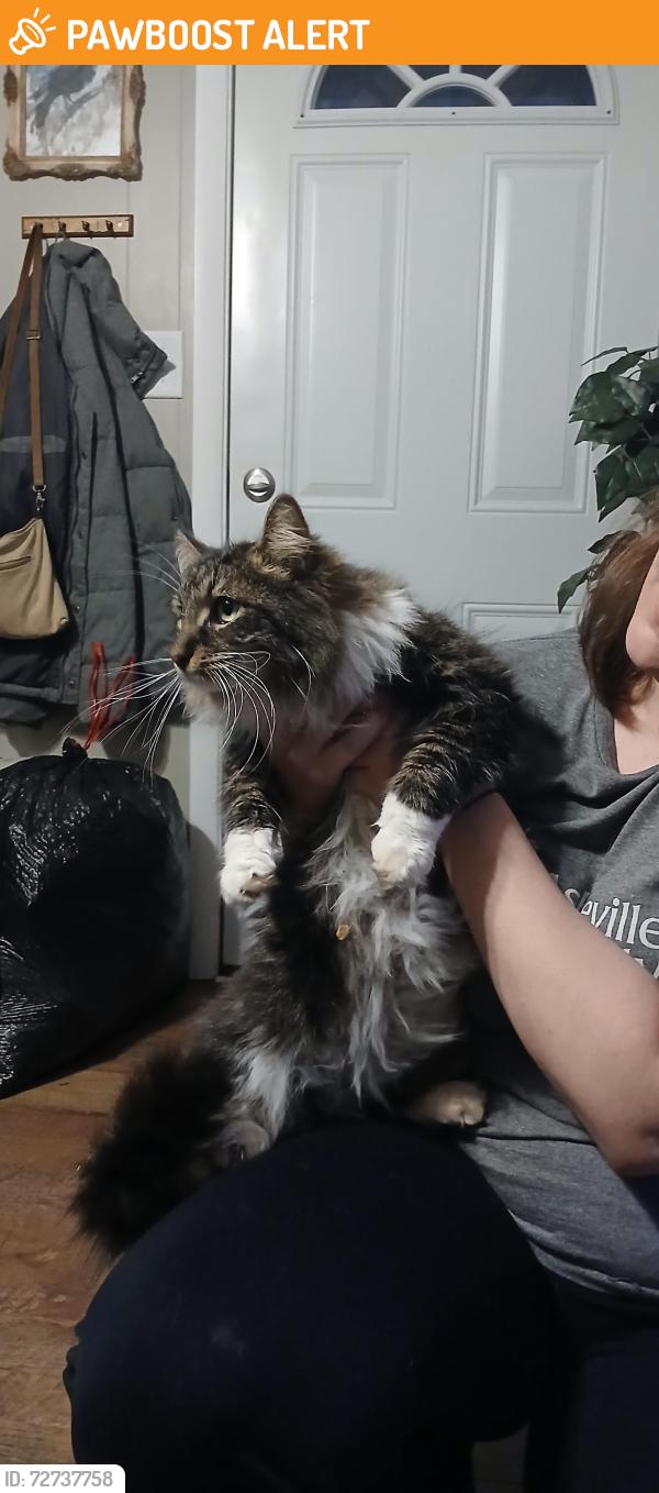 Found/Stray Unknown Cat last seen Starnes cove Rd , Buncombe County, NC 28806