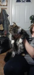 Found/Stray Unknown Cat last seen Starnes cove Rd , Buncombe County, NC 28806