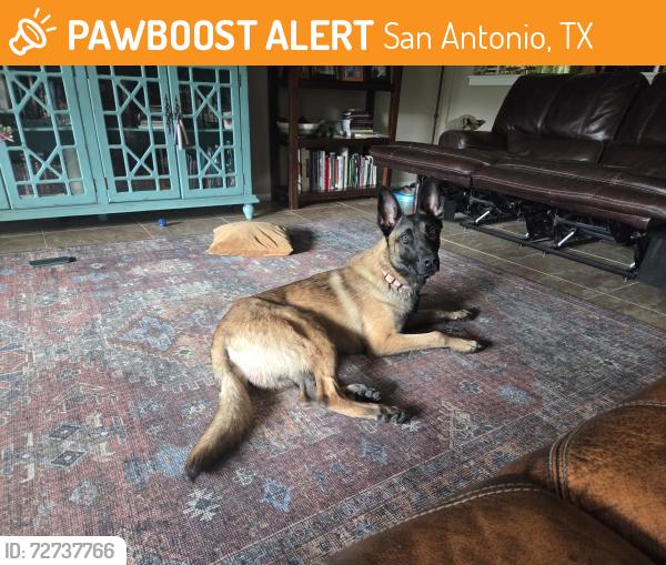 Found/Stray Male Dog last seen Montgomery and Hwy 90, San Antonio, TX 78252