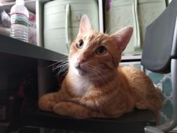 Lost Male Cat last seen Surrey Pl, Cleburne, TX 76033