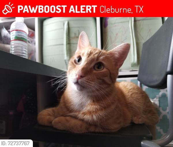 Lost Male Cat last seen Surrey Pl, Cleburne, TX 76033