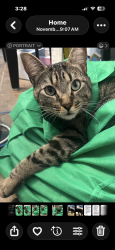 Lost Male Cat last seen Lundy West Subdivision Richland Rd, Auburn, AL 36832