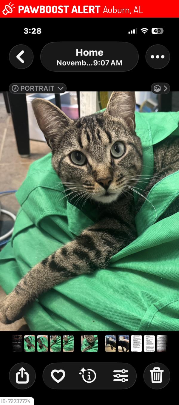 Lost Male Cat last seen Lundy West Subdivision Richland Rd, Auburn, AL 36832
