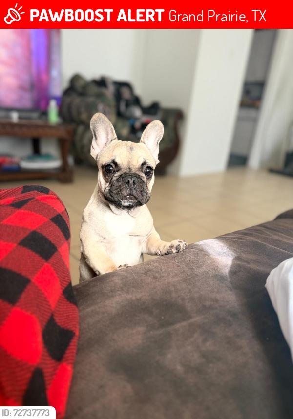 Lost Female Dog last seen Pinoak pinehill , Grand Prairie, TX 75052