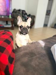 Lost Female Dog last seen Pinoak pinehill , Grand Prairie, TX 75052