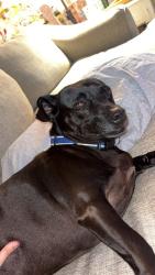 Found/Stray Male Dog last seen Hugh and jeffs, Galveston County, TX 77539