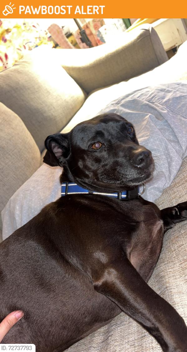Found/Stray Male Dog last seen Hugh and jeffs, Galveston County, TX 77539