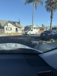 Found/Stray Unknown Dog last seen Meade Ave and 40th street, San Diego, CA 92105