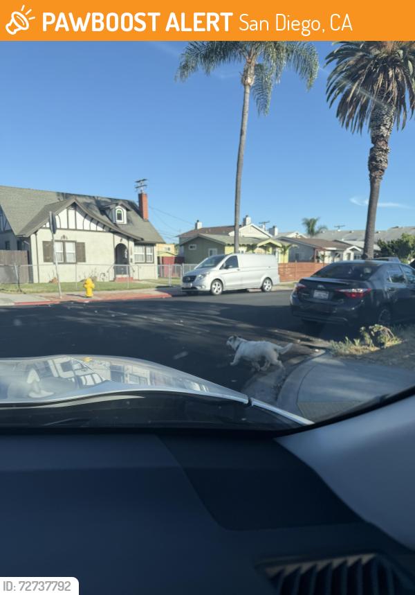 Found/Stray Unknown Dog last seen Meade Ave and 40th street, San Diego, CA 92105