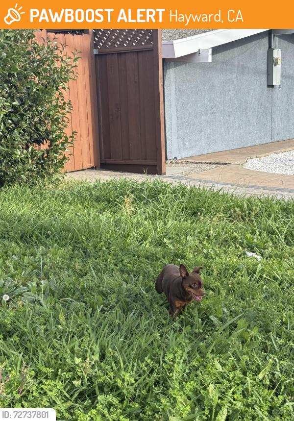 Found/Stray Unknown Dog last seen Southgate park, Hayward, CA 94545