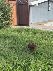 Found/Stray Unknown Dog last seen Southgate park, Hayward, CA 94545