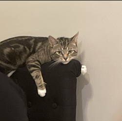 Lost Male Cat last seen Old Brownsville Rd- Close by Bartlett Elementary School, Memphis, TN 38135