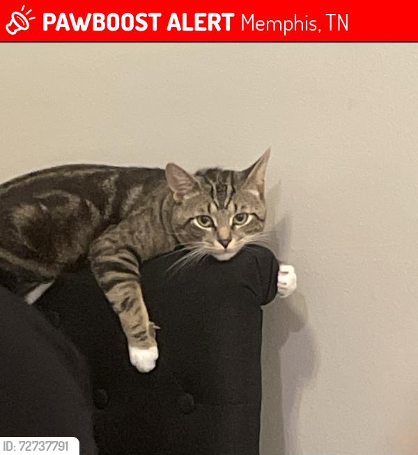 Lost Male Cat last seen Old Brownsville Rd- Close by Bartlett Elementary School, Memphis, TN 38135