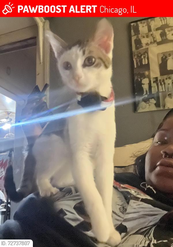 Lost Female Cat last seen 81st Laflin St, Chicago, IL 60620
