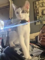 Lost Female Cat last seen 81st Laflin St, Chicago, IL 60620