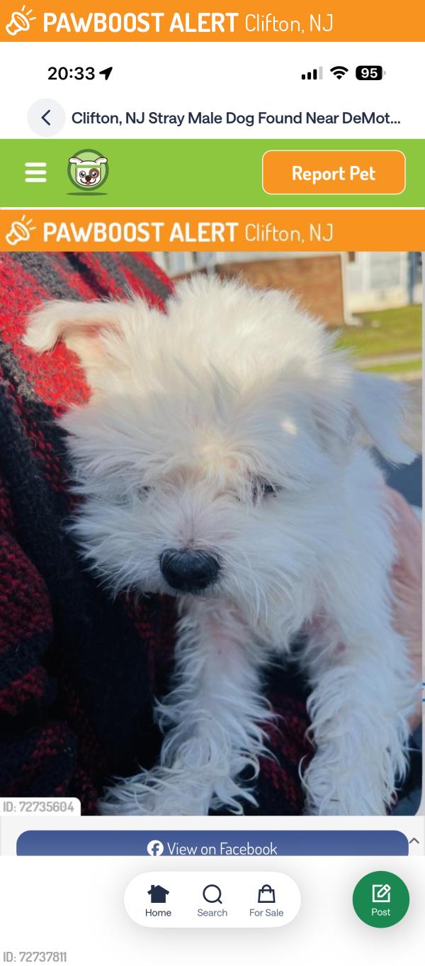 Found/Stray Unknown Dog last seen Clifton, NJ, Clifton, NJ 07013