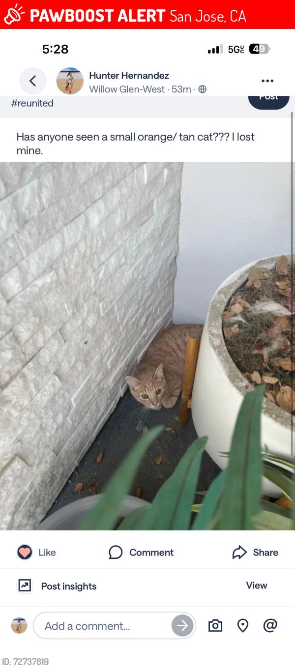 Lost Male Cat last seen Willow street, San Jose, CA 95125