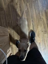 Found/Stray Female Dog last seen South Texas Ave near cemetery before car wash and oreily, Bryan, TX 77082