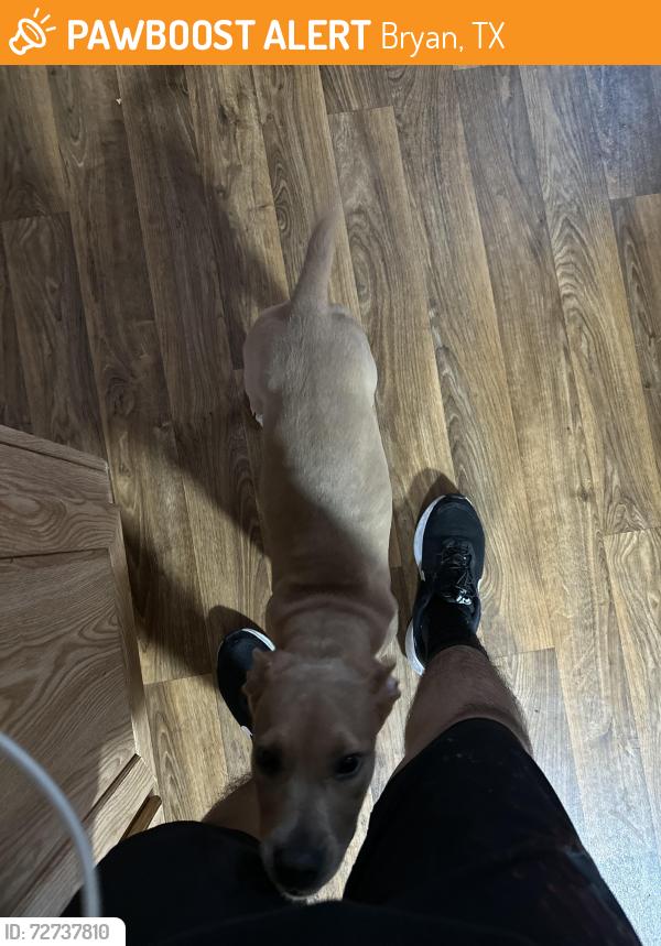 Found/Stray Female Dog last seen South Texas Ave near cemetery before car wash and oreily, Bryan, TX 77082