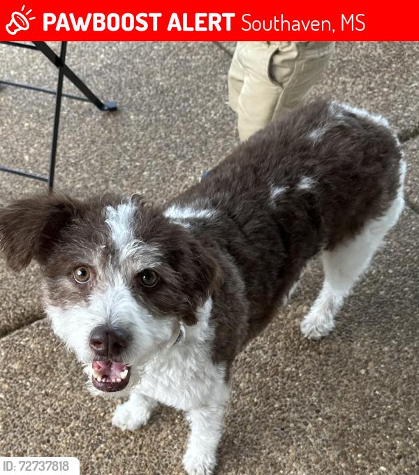 Lost Female Dog last seen Aspen way, Southaven, MS 38672