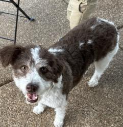 Lost Female Dog last seen Aspen way, Southaven, MS 38672