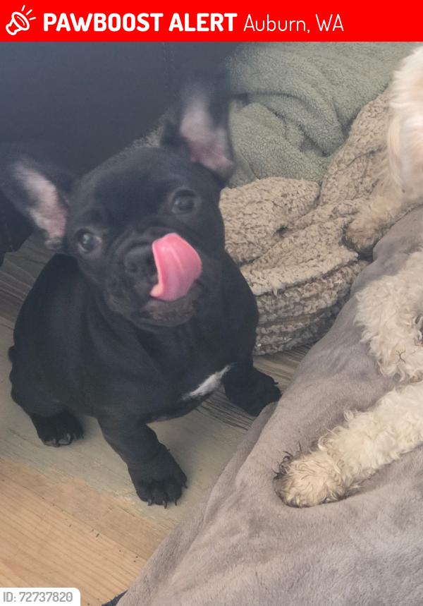 Lost Female Dog last seen A st se and ellingson rd, Auburn, WA 98002