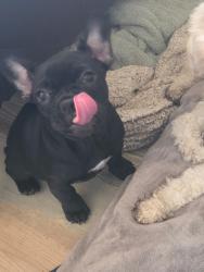 Lost Female Dog last seen A st se and ellingson rd, Auburn, WA 98002