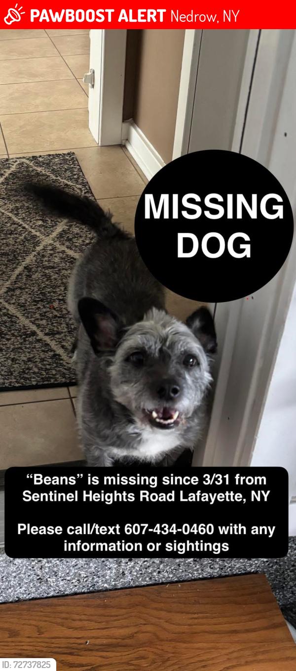 Lost Female Dog last seen LaFayette Ny, Nedrow, NY 13120