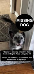 Lost Female Dog last seen LaFayette Ny, Nedrow, NY 13120