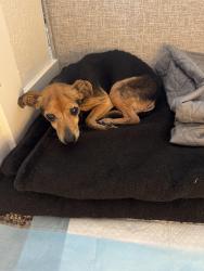 Found/Stray Female Dog last seen Freeway , Houston, TX 77051