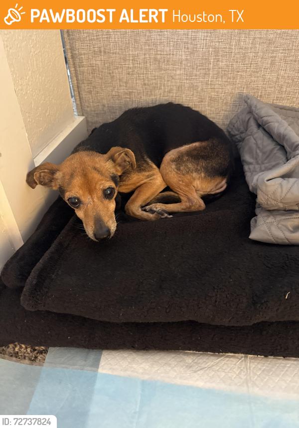 Found/Stray Female Dog last seen Freeway , Houston, TX 77051