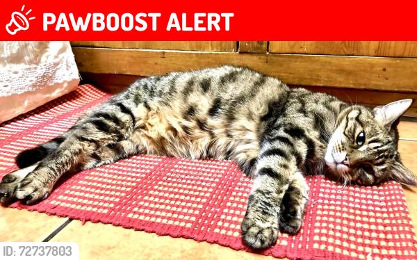 Lost Female Cat last seen Colindale Tube Station , Greater London, England NW9 5JU