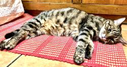 Lost Female Cat last seen Colindale Tube Station , Greater London, England NW9 5JU