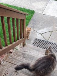 Found/Stray Unknown Cat last seen Denison Fulton Area , Cleveland, OH 44102