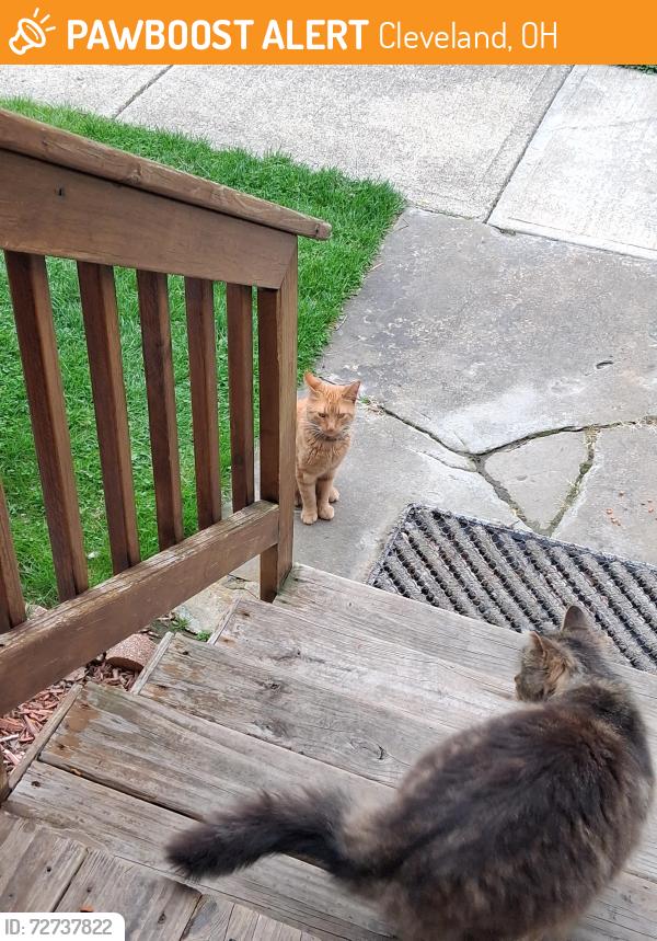 Found/Stray Unknown Cat last seen Denison Fulton Area , Cleveland, OH 44102