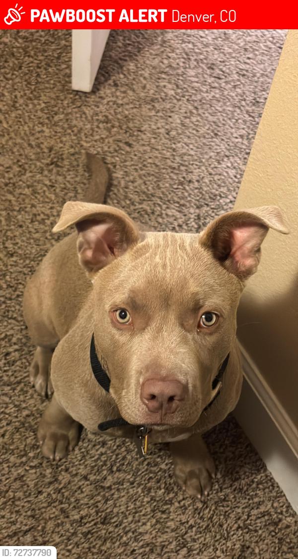 Lost Male Dog last seen Syracuse and Colfax , Denver, CO 80220