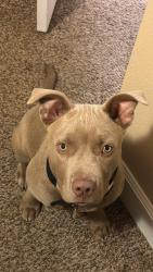 Lost Male Dog last seen Syracuse and Colfax , Denver, CO 80220