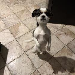 Found/Stray Male Dog last seen Wildemere, Detroit, MI 48221
