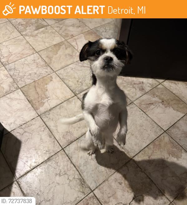 Found/Stray Male Dog last seen Wildemere, Detroit, MI 48221