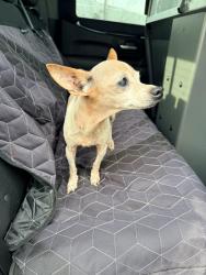 Found/Stray Male Dog last seen Fairway Drive, San Leandro, CA 94577