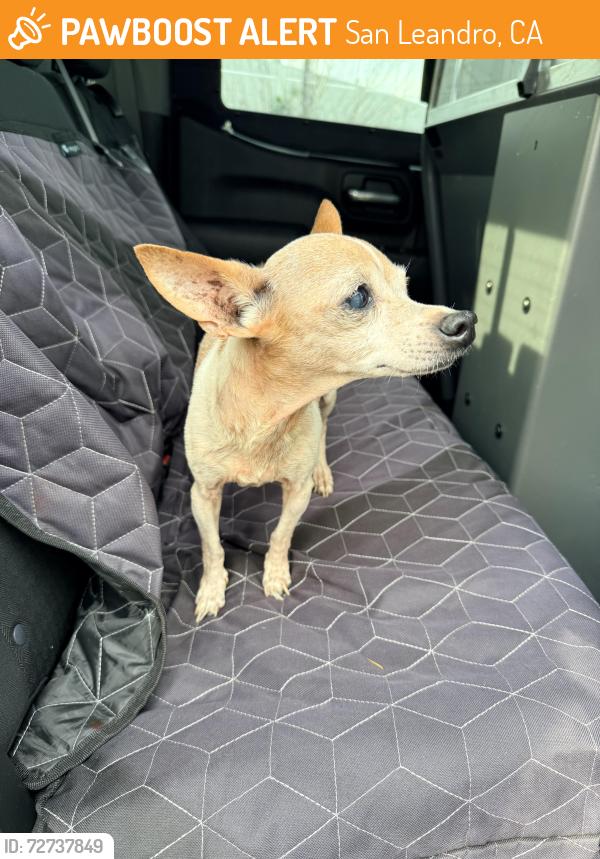 Found/Stray Male Dog last seen Fairway Drive, San Leandro, CA 94577