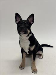 Shelter Stray Male Dog last seen , Hayward, CA 94544