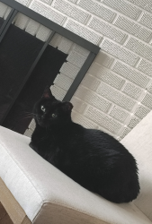 Found/Stray Female Cat last seen UAB highlands emergency room , Birmingham, AL 35205