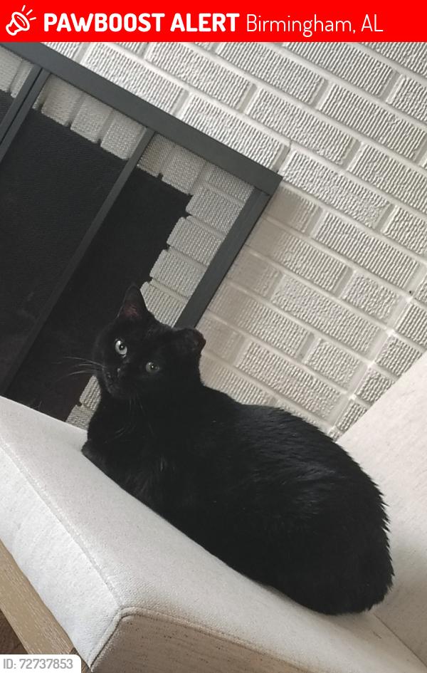 Found/Stray Female Cat last seen UAB highlands emergency room , Birmingham, AL 35205